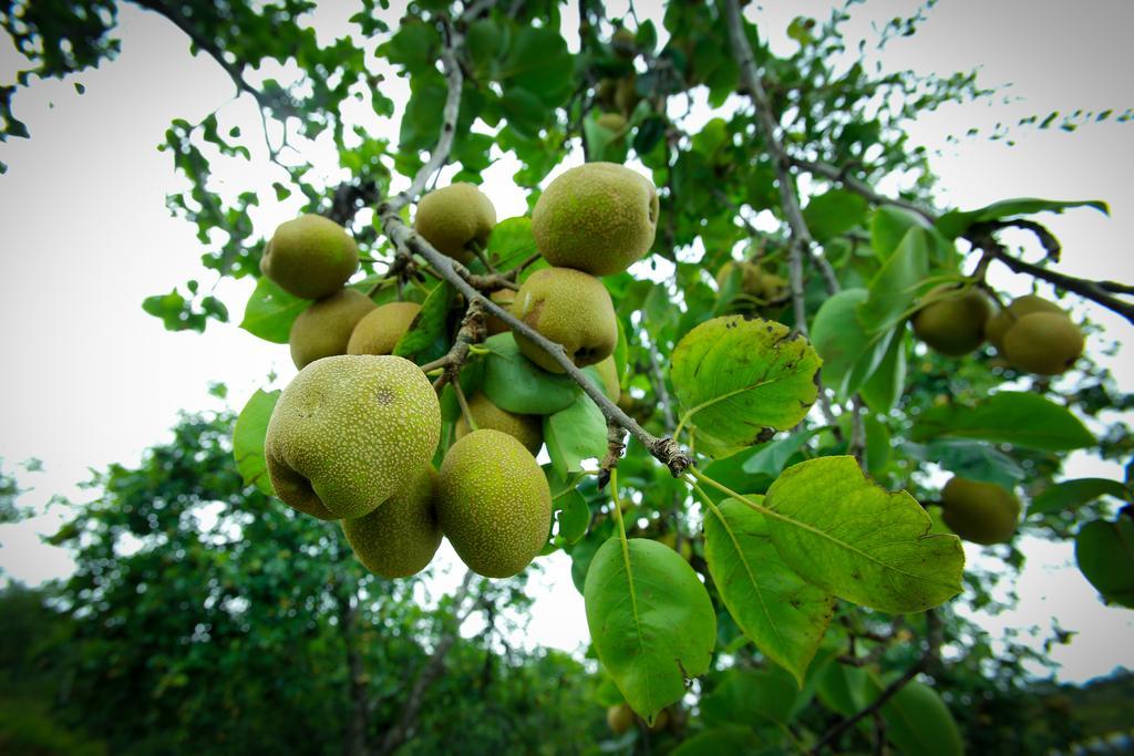 The Pear County Kodaikanal Exterior foto
